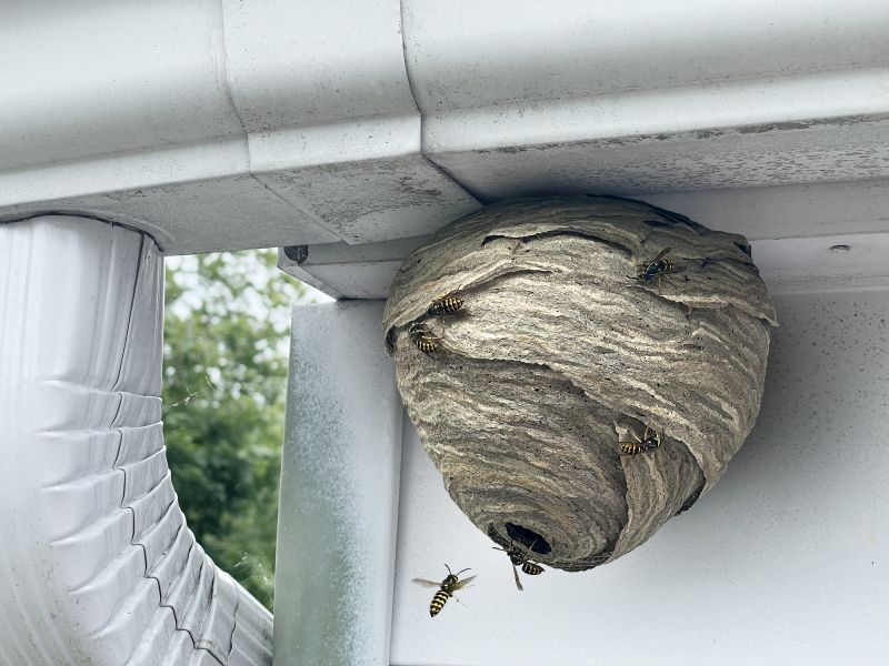 Bee Species and Nest Location