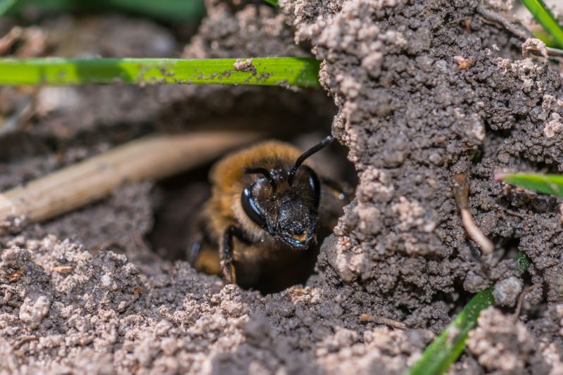 Underground Hive Removal