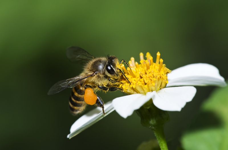 Bee Control Solutions and Information