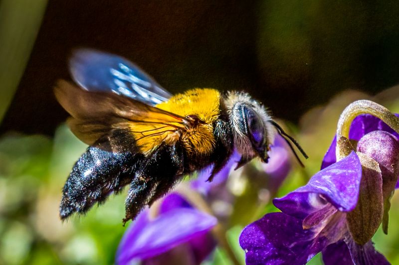 Bee Control Contractor Listings