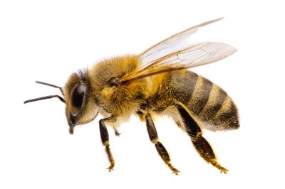 Effective Bee Control Promotions