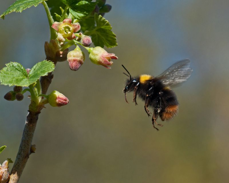 Bee Control