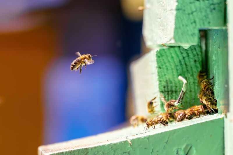 Bee Control