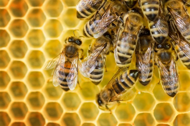 Bee Pest Control Solutions For Roofs, Walls, And Attics