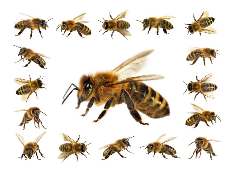 Bee Pest Control Solutions For Roofs, Walls, And Attics