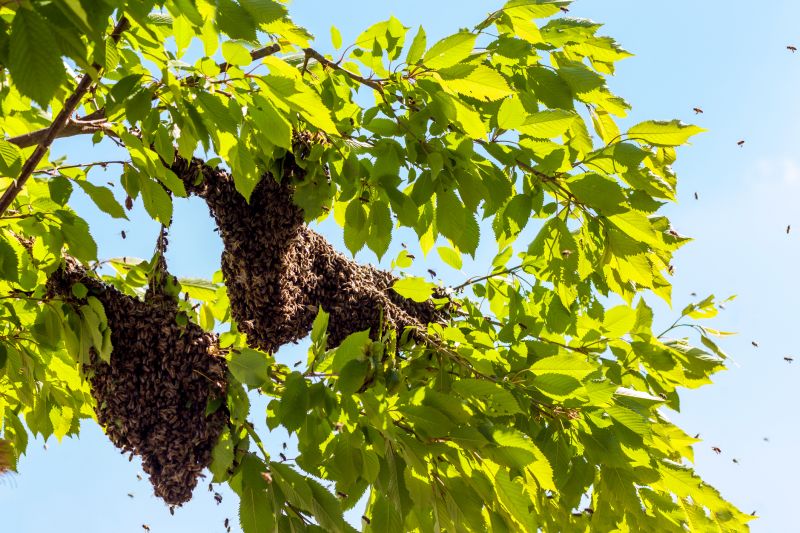 Seasonal Bee Activity And When Pest Control Is Most Effective