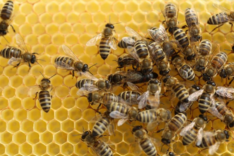 Seasonal Bee Activity And When Pest Control Is Most Effective