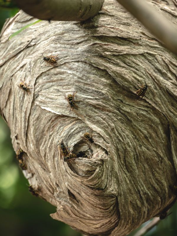 Signs You Have A Bee Nest On Your Property